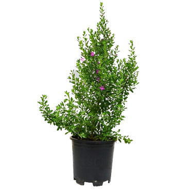 Leucophyllum Plant, Leucophyllum for sale, Buy Leucophyllum online, Texas Sage plant, Texas Barometer Bush